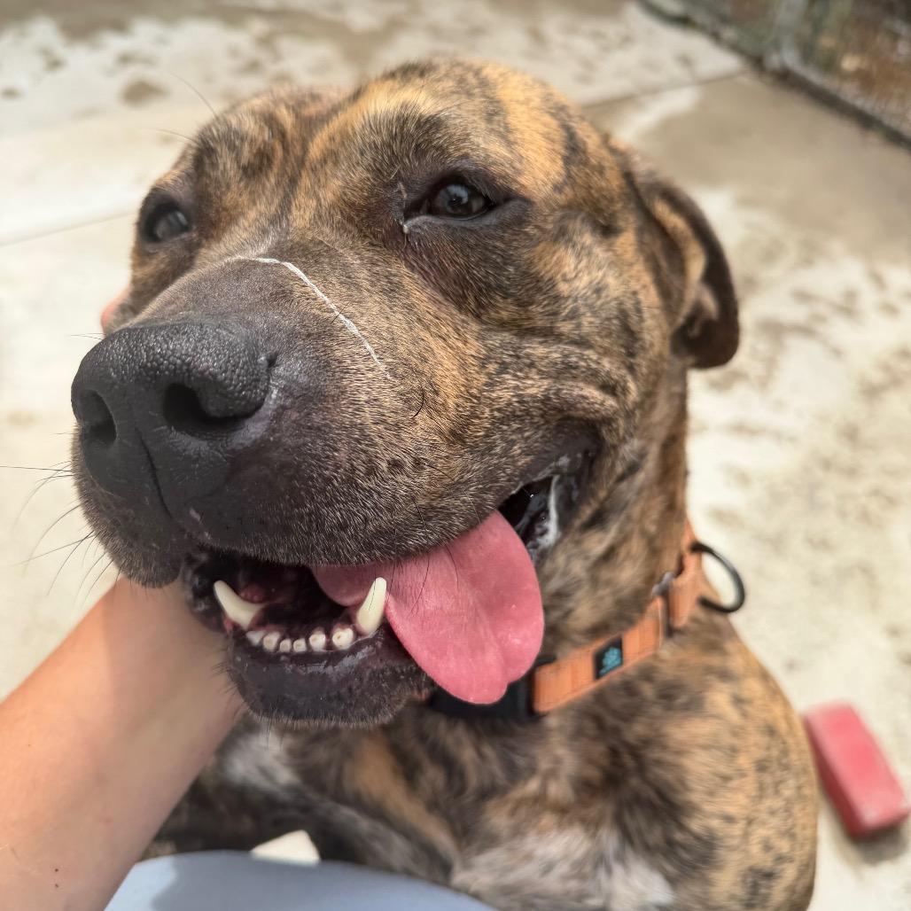 Enlarge Chip, a Adoptable mixed breed in Hanna City, IL image 2/2