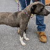 Kacey, Adoptable, Adult Female Pit Bull Terrier.