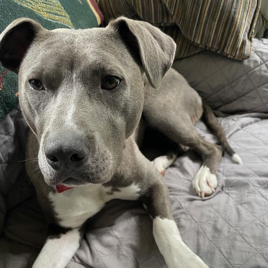 Enlarge Kacey, a Adoptable mixed breed in Fairfax, VA image 2/3