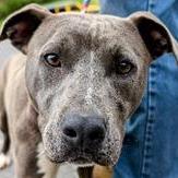 Enlarge Kacey, a Adoptable mixed breed in Fairfax, VA image 3/3