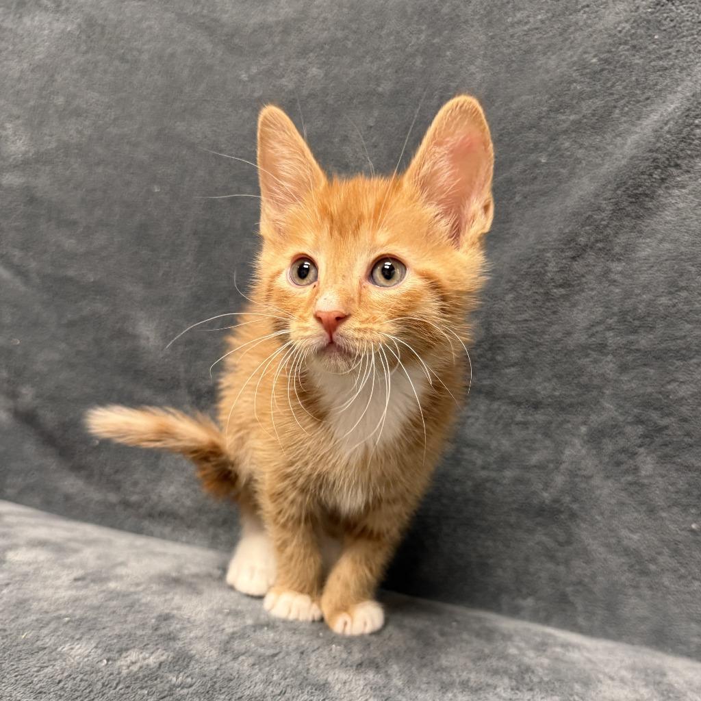 Comet, a Adoptable mixed breed in Brenham, TX image 3/6