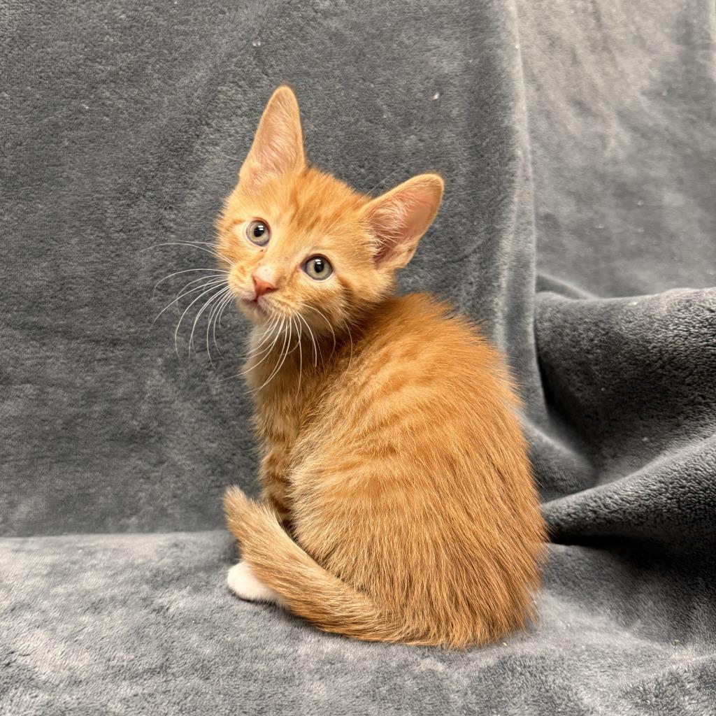 Comet, a Adoptable mixed breed in Brenham, TX image 2/6