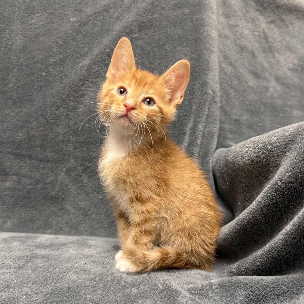 Comet, a Adoptable mixed breed in Brenham, TX image 5/6