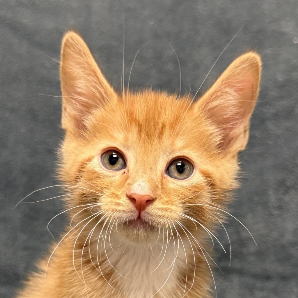 Comet, Adoptable, Kitten Male Domestic Short Hair.