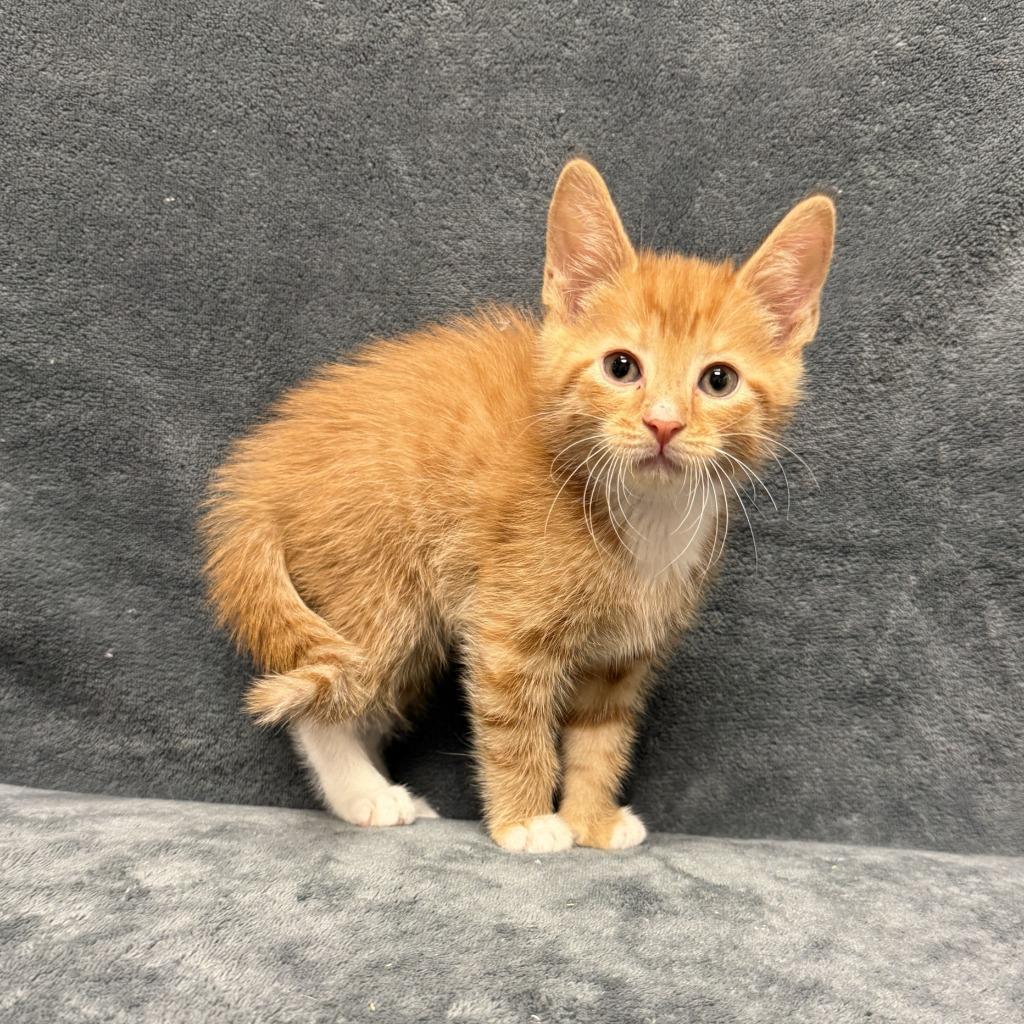 Comet, a Adoptable mixed breed in Brenham, TX image 4/6