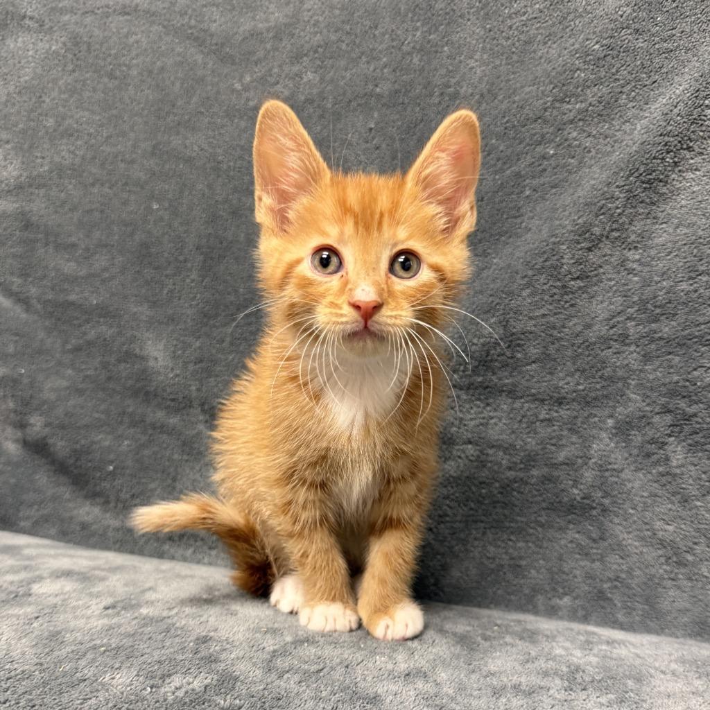 Comet, a Adoptable mixed breed in Brenham, TX image 6/6