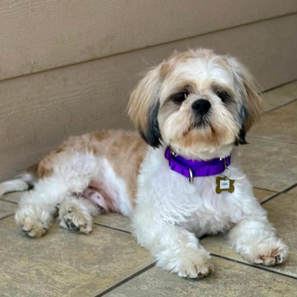 OBIE, Adult Male Shih Tzu