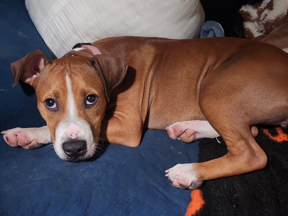Chili, a Adopted mixed breed in Wendell, NC image 1/6
