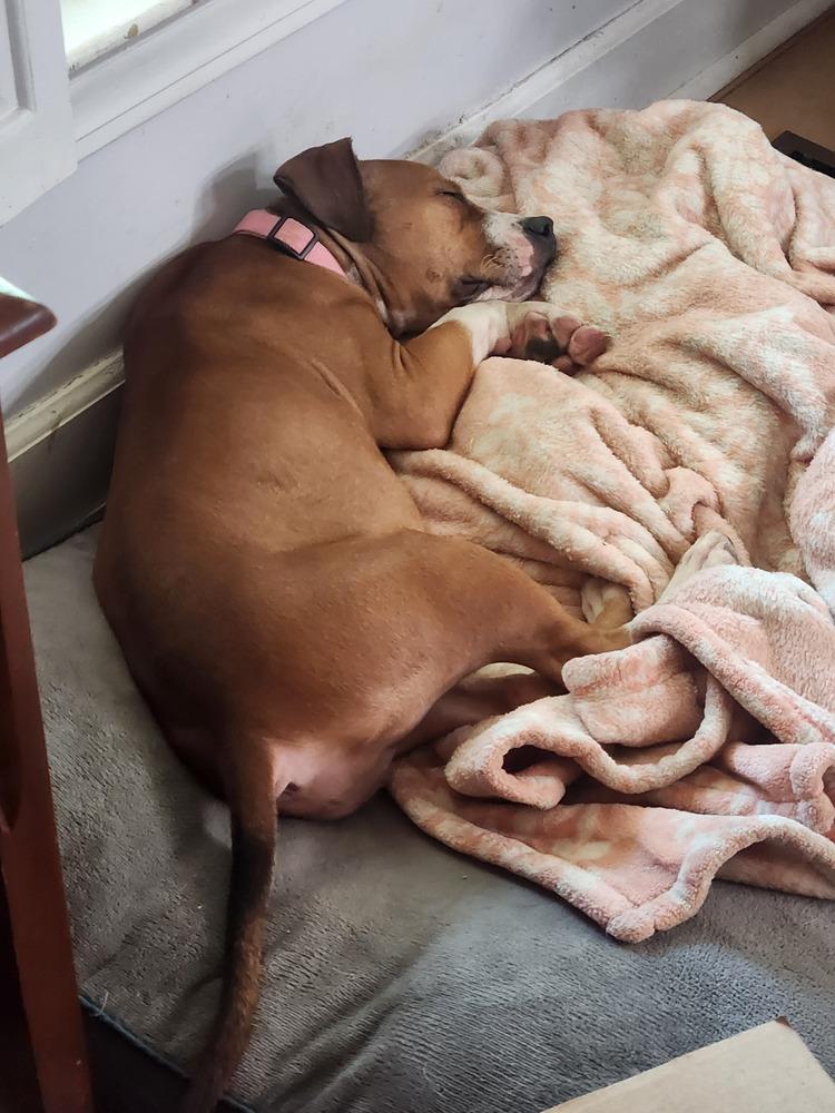 Chili, a Adopted mixed breed in Wendell, NC image 2/6