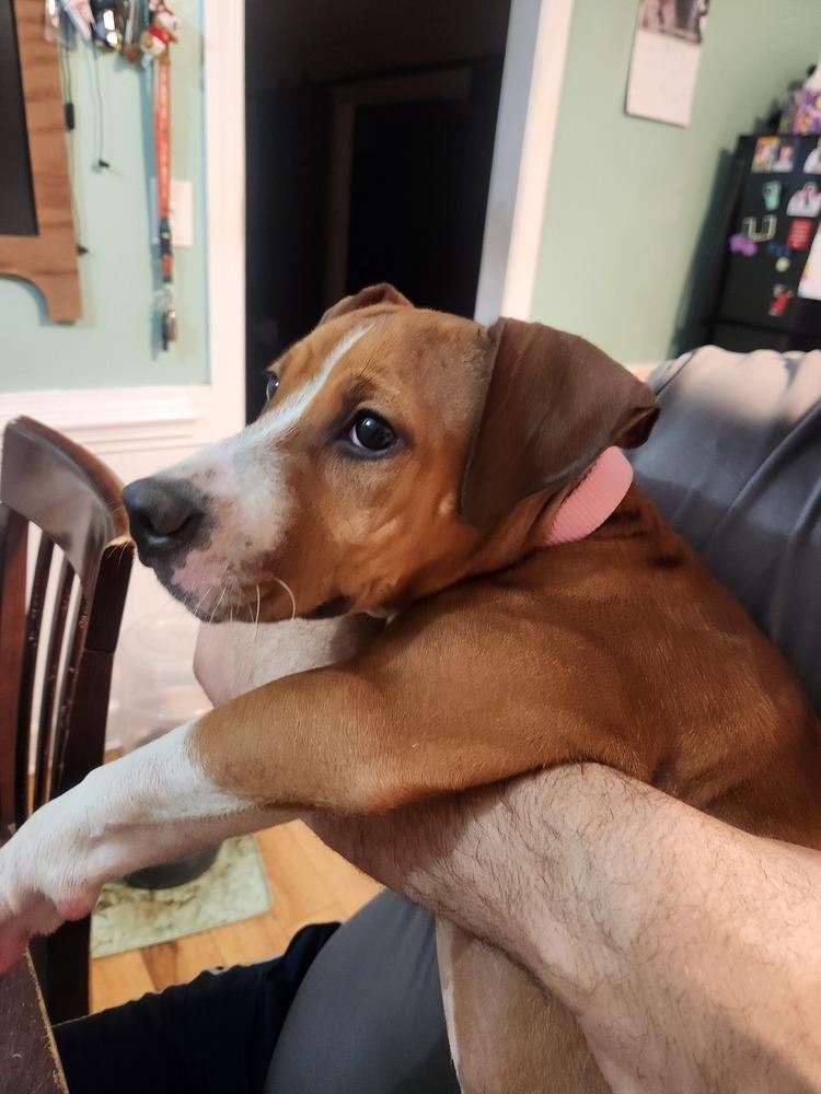 Chili, a Adopted mixed breed in Wendell, NC image 3/6