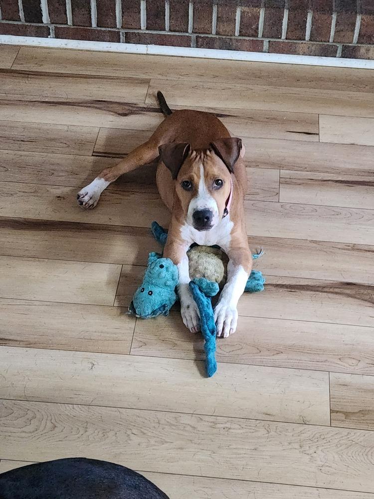 Chili, a Adopted mixed breed in Wendell, NC image 5/6