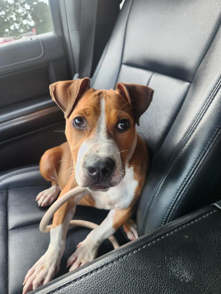Chili, a Adopted mixed breed in Wendell, NC image 6/6