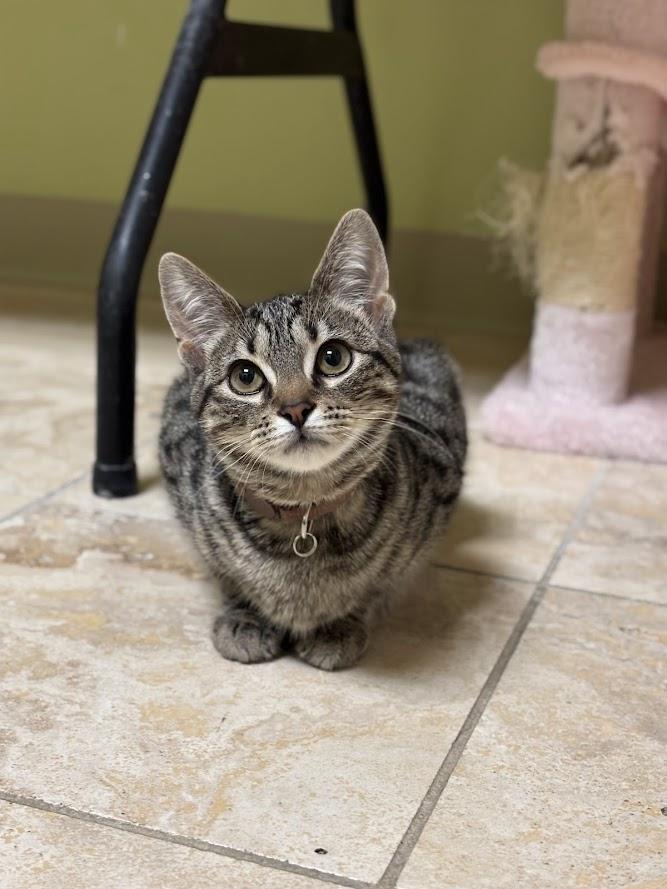 Chili Dog, adoptable, Kitten Female Domestic Short Hair.