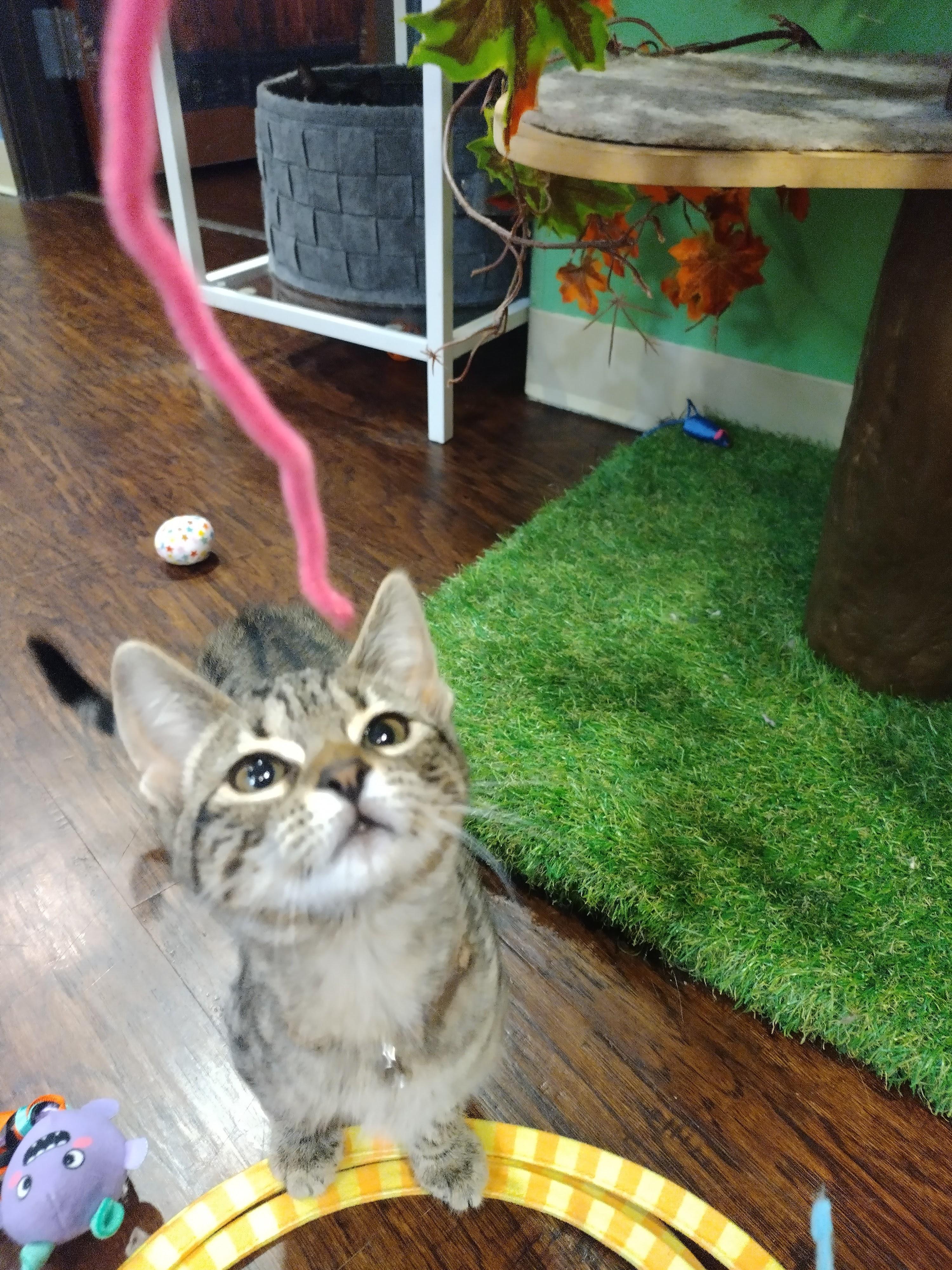 Enlarge Chili Dog, a ADOPTABLE Domestic Short Hair in The Colony, TX image 2/2