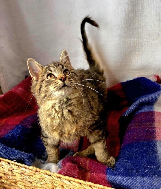 Swiffer, Adoptable, Young Male Domestic Long Hair.