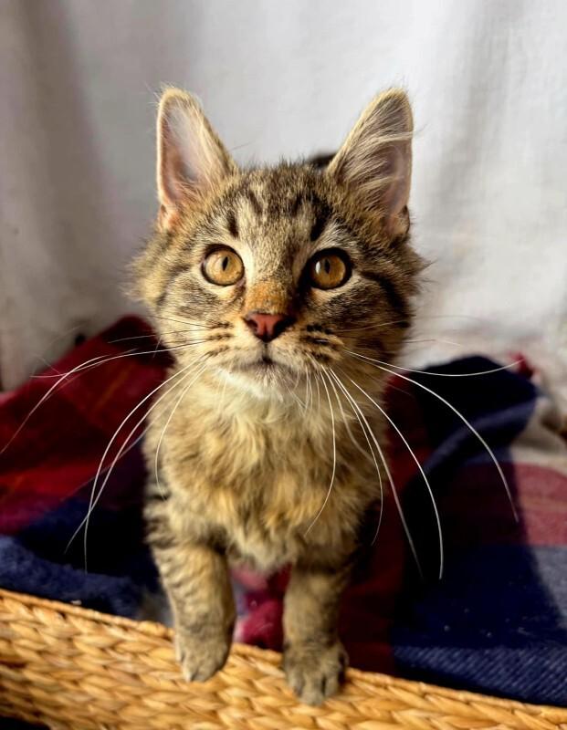 Swiffer, a Adoptable Domestic Long Hair in Georgetown, OH image 2/2