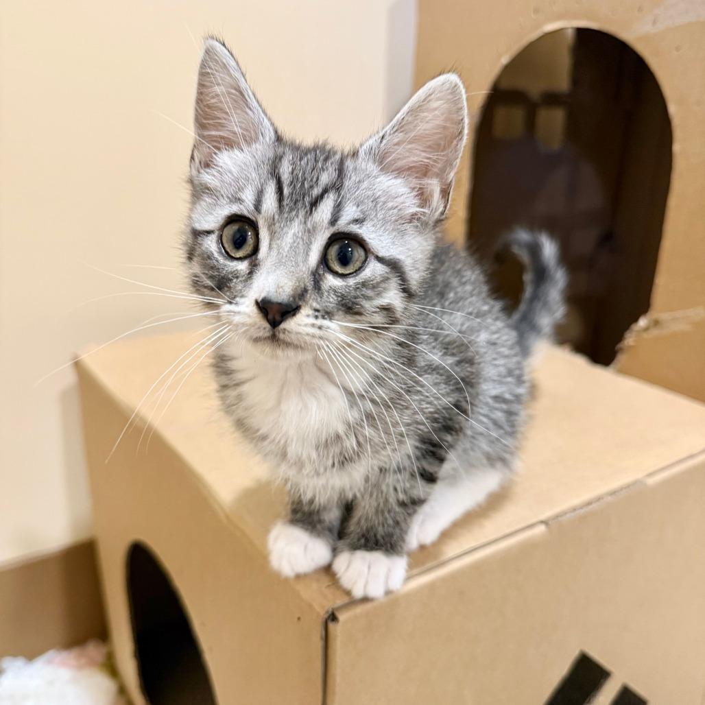 Toad, Adoptable, Kitten Male Domestic Short Hair.