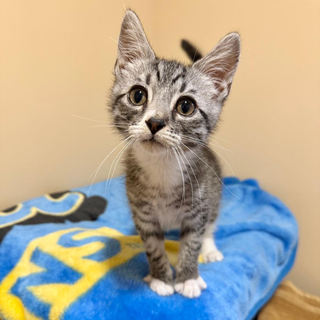 Enlarge Toad, a Adoptable Domestic Short Hair in Agoura Hills, CA image 2/6