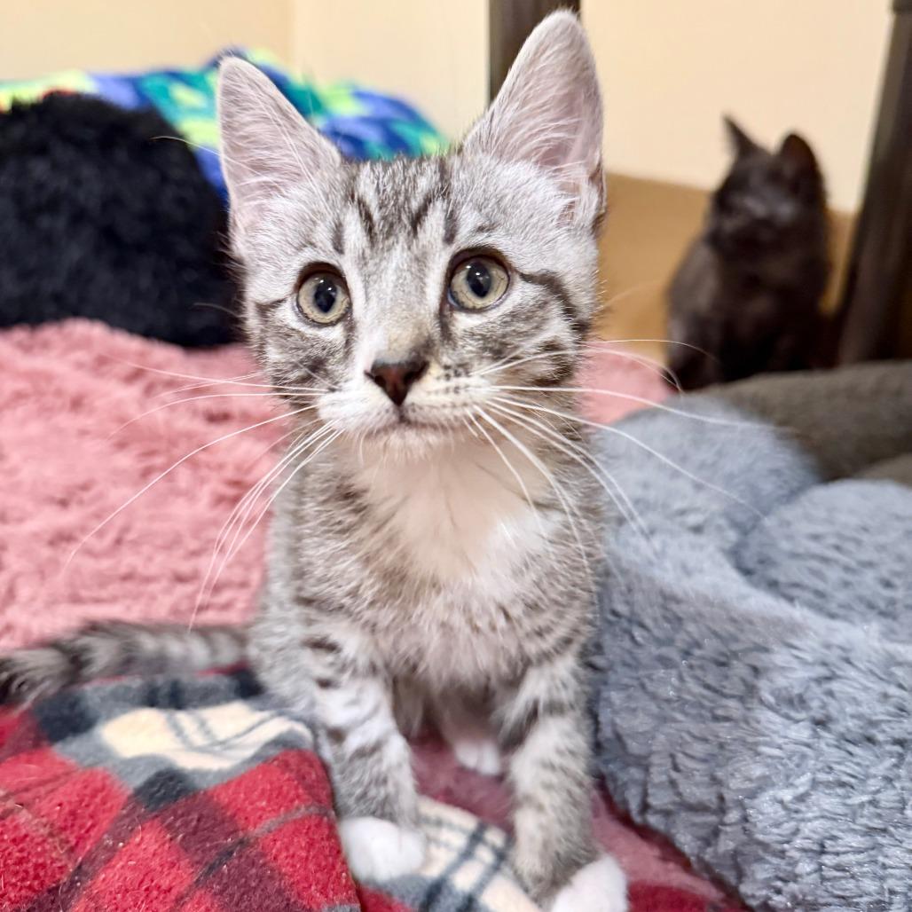 Enlarge Toad, a Adoptable Domestic Short Hair in Agoura Hills, CA image 3/6