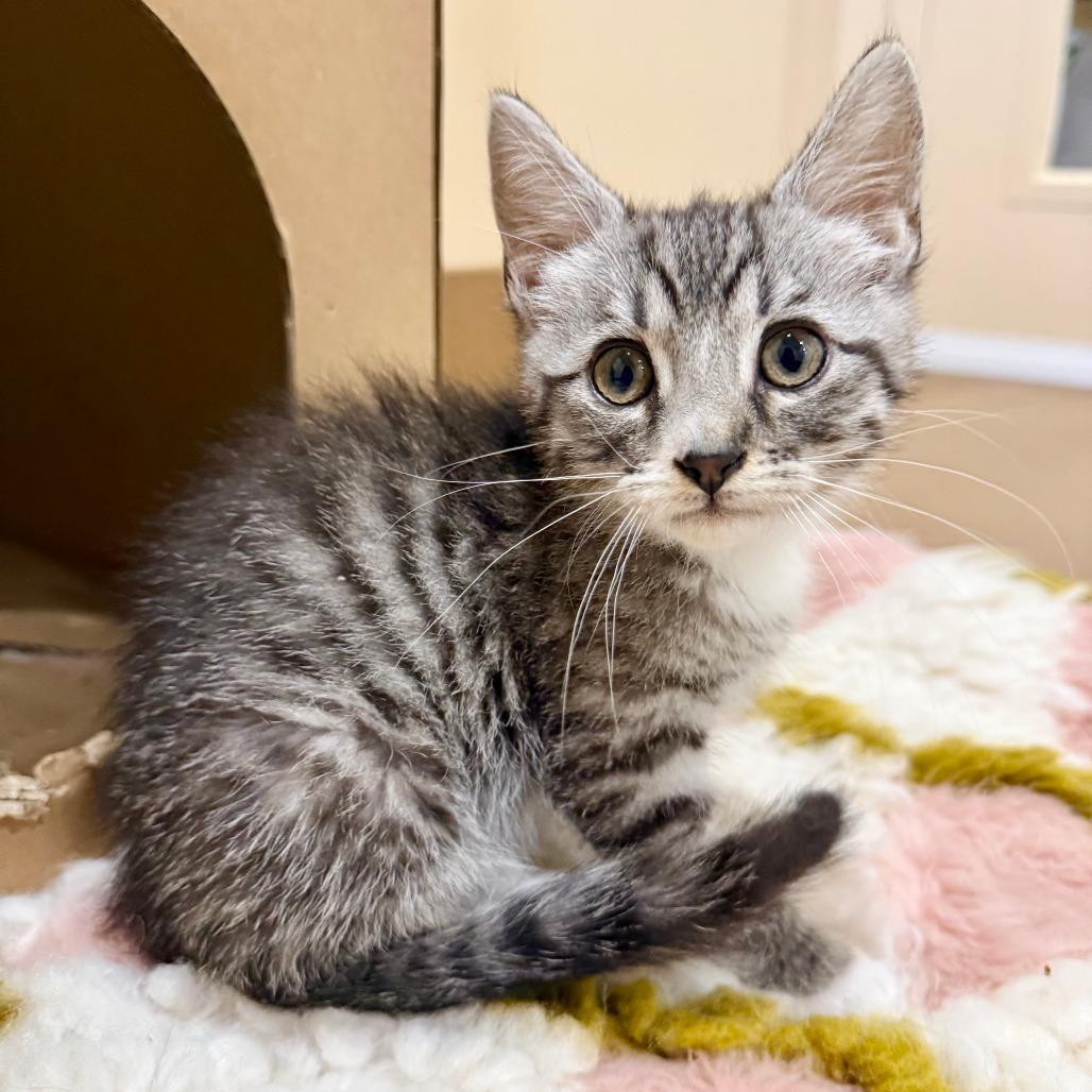 Enlarge Toad, a Adoptable Domestic Short Hair in Agoura Hills, CA image 4/6