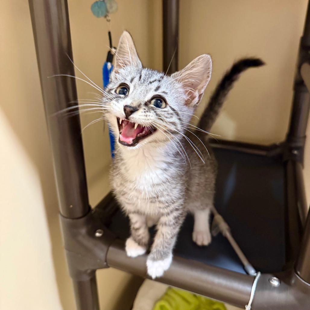 Enlarge Toad, a Adoptable Domestic Short Hair in Agoura Hills, CA image 5/6