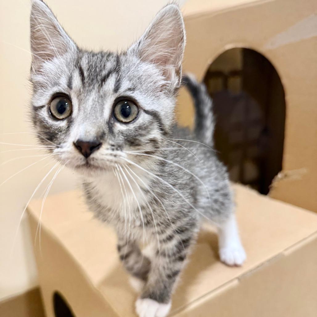 Enlarge Toad, a Adoptable Domestic Short Hair in Agoura Hills, CA image 6/6