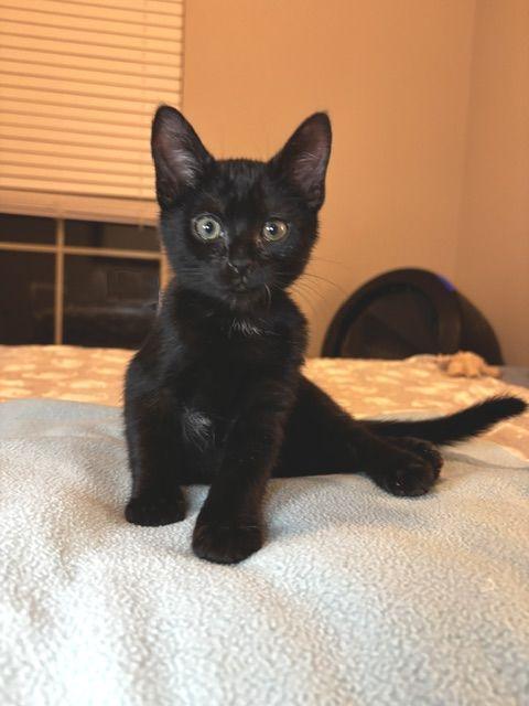Enlarge Bayou, a Adoptable Domestic Short Hair in Lafayette, LA image 4/5