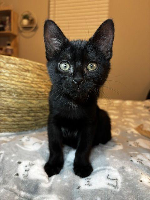 Enlarge Bayou, a Adoptable Domestic Short Hair in Lafayette, LA image 2/5