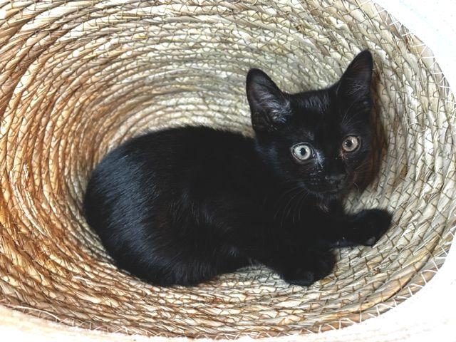 Enlarge Bayou, a Adoptable Domestic Short Hair in Lafayette, LA image 3/5