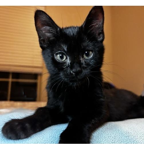 Bayou, Adoptable, Kitten Male Domestic Short Hair.