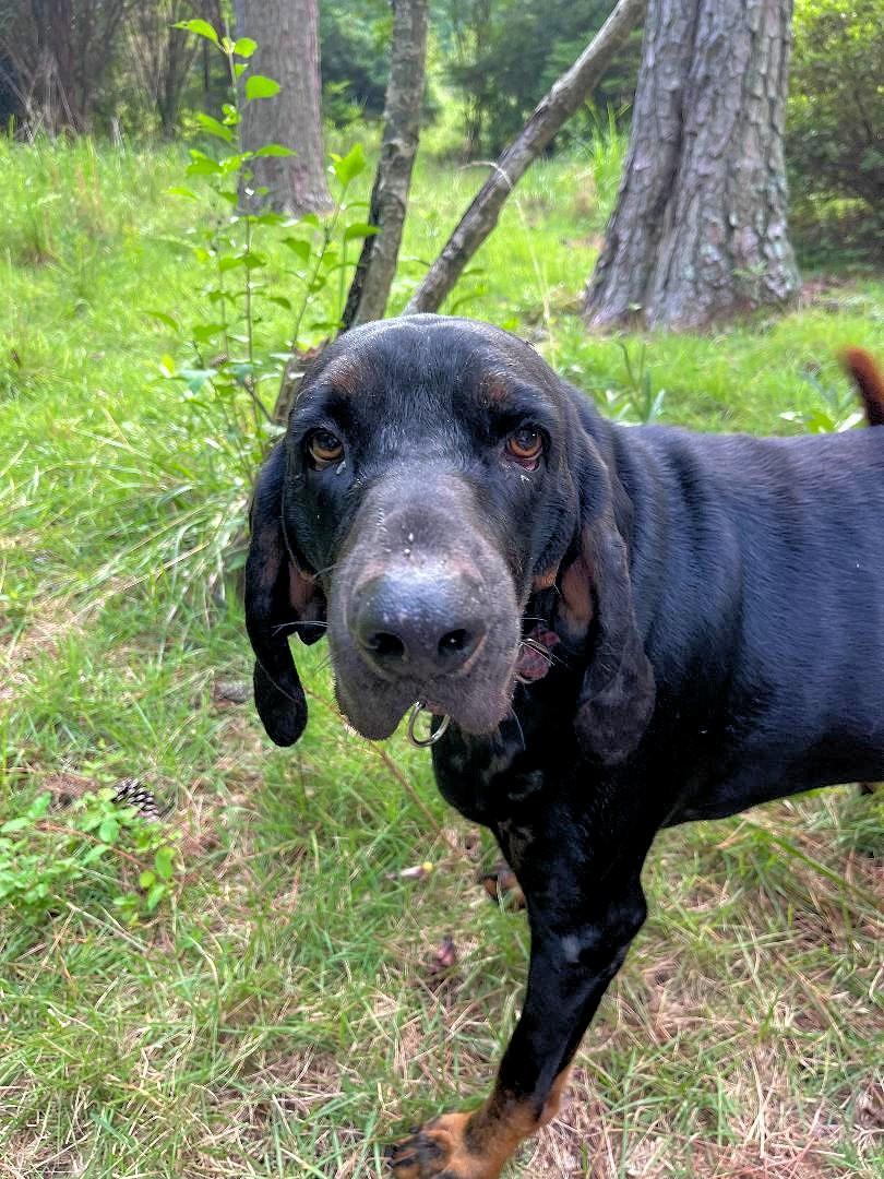 Enlarge Kooper (NC), a ADOPTABLE Black and Tan Coonhound in Williamsburg, VA image 1/2