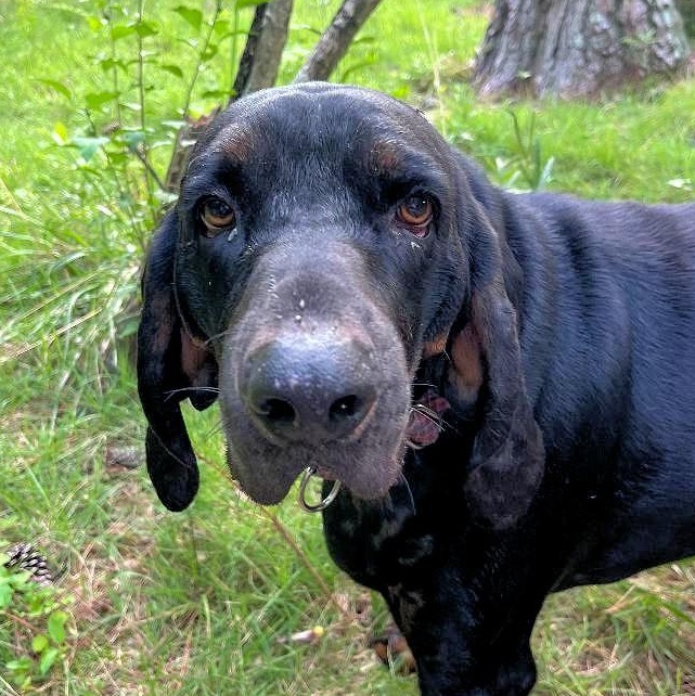 Enlarge Kooper (NC), a Adopted Black and Tan Coonhound in Knoxville, TN image 1/6
