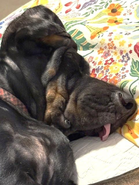 Enlarge Kooper (NC), a Adopted Black and Tan Coonhound in Knoxville, TN image 5/6