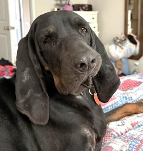 Enlarge Kooper (NC), a Adopted Black and Tan Coonhound in Knoxville, TN image 4/6