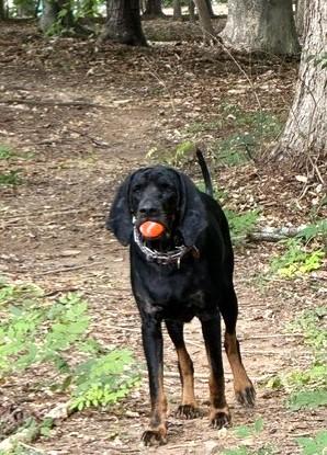 Enlarge Kooper (NC), a Adopted Black and Tan Coonhound in Knoxville, TN image 6/6