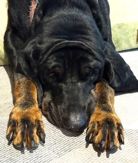 Enlarge Kooper (NC), a Adopted Black and Tan Coonhound in Knoxville, TN image 3/6