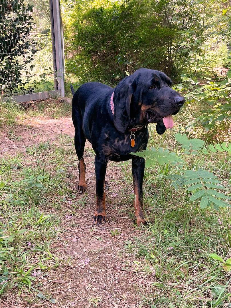 Enlarge Kooper (NC), a ADOPTABLE Black and Tan Coonhound in Williamsburg, VA image 2/2