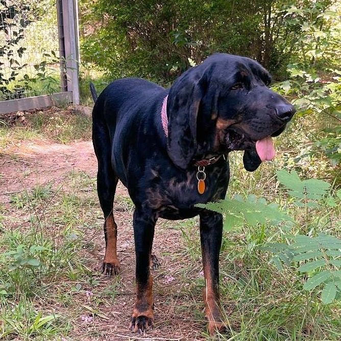 Enlarge Kooper (NC), a Adopted Black and Tan Coonhound in Knoxville, TN image 2/6