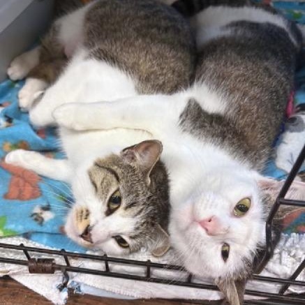 Collette, a ADOPTABLE Domestic Medium Hair in Beaufort, SC image 3/4