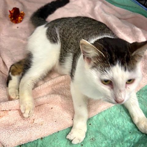 Collette, a ADOPTABLE Domestic Medium Hair in Beaufort, SC image 4/4