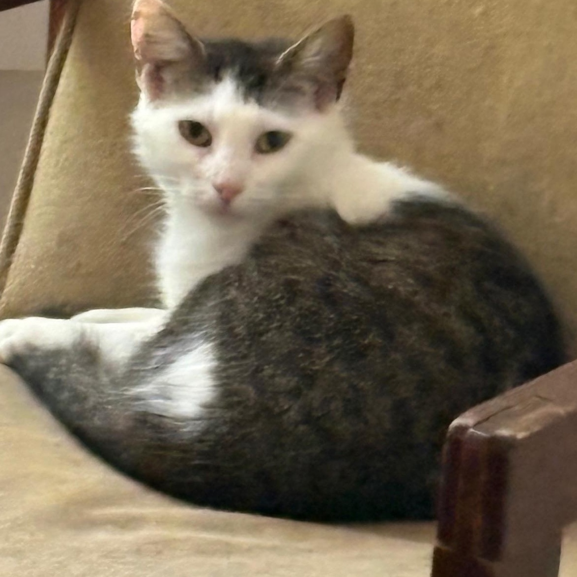 Collette, adoptable, Young Female Domestic Medium Hair.