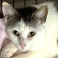 Collette, a ADOPTABLE Domestic Medium Hair in Beaufort, SC image 1/4