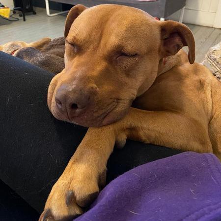 Enlarge Rachel, a Adoptable mixed breed in Lubbock, TX image 1/5