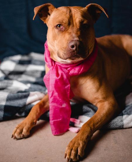 Enlarge Rachel, a Adoptable mixed breed in Lubbock, TX image 2/5