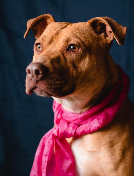 Enlarge Rachel, a Adoptable mixed breed in Lubbock, TX image 3/5