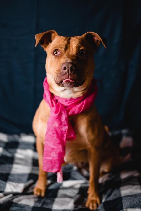 Enlarge Rachel, a Adoptable mixed breed in Lubbock, TX image 4/5