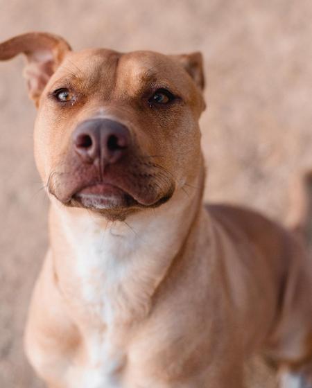 Enlarge Rachel, a Adoptable mixed breed in Lubbock, TX image 5/5