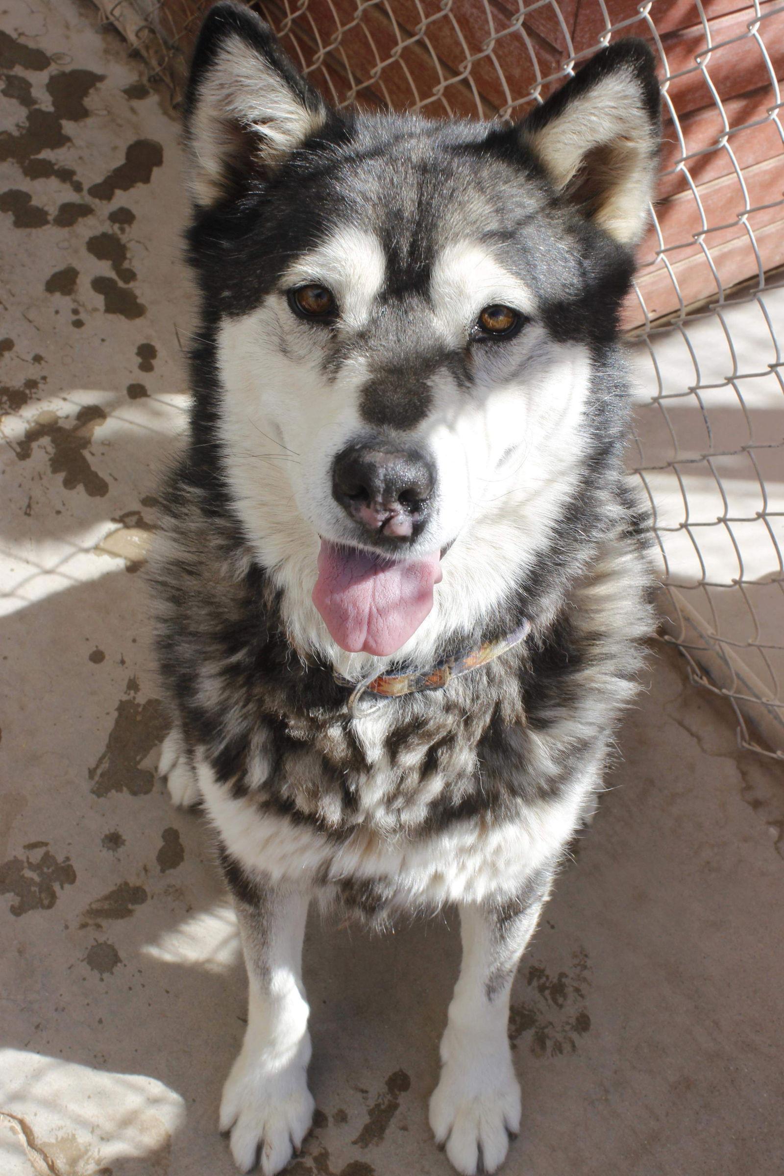 Benson, Adoptable, Senior Male Siberian Husky.