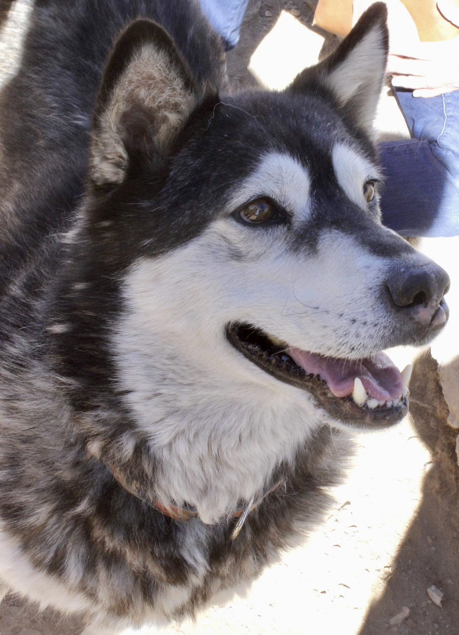 Enlarge Benson, a Adoptable Siberian Husky in Cedar Crest, NM image 1/6