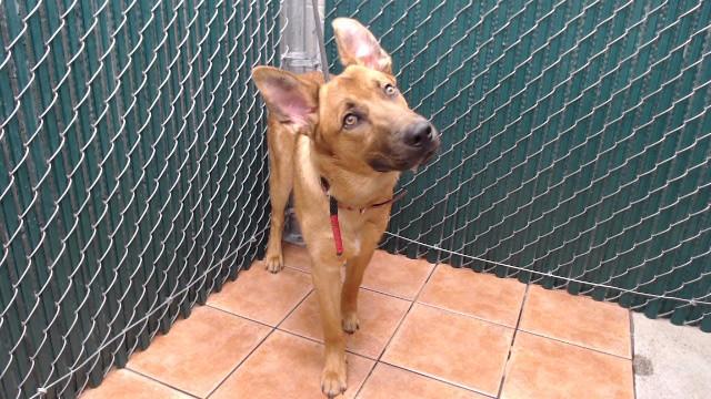 Enlarge RAVEN, a Adoptable German Shepherd Dog in Downey, CA image 1/1